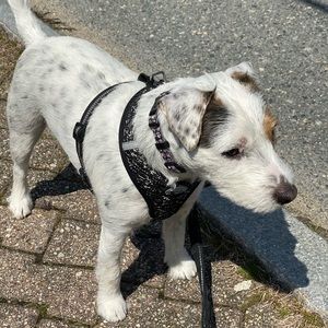 Meet your Posher, Leslie